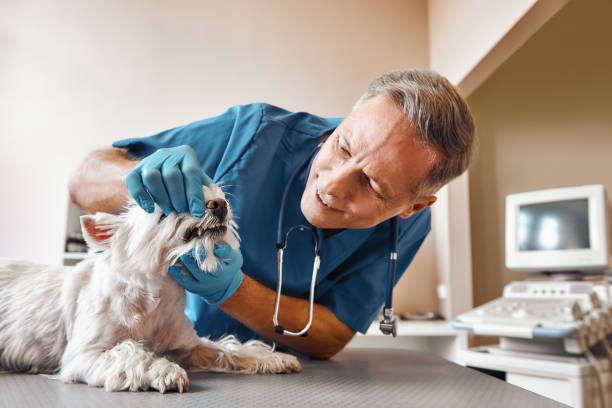 Best Chipped Tooth Repair Near Me  in The Villages, FL